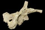 Mosasaur (Platecarpus) Parietal Bone - Kansas #114022-4